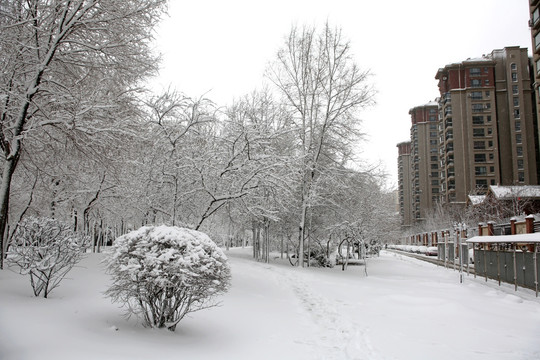 公园 树林 雪景 冰雪