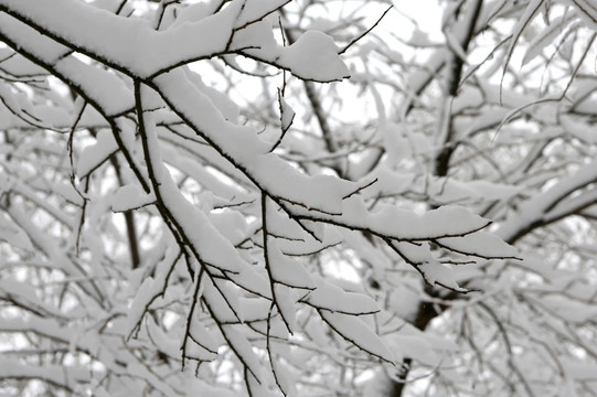 公园 树林 雪景 冰雪