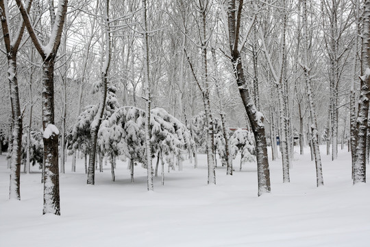 冰雪 树林 雾凇 树挂