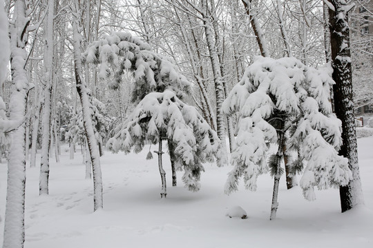 冰雪 树林 雪景