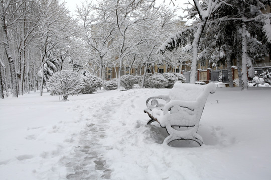 雪后 树木 树林 冰雪