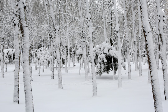 雪后 树木 树林 冰雪