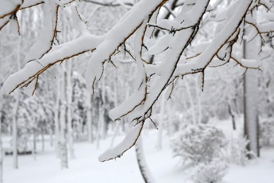 冰雪 树林 白雪 枝头