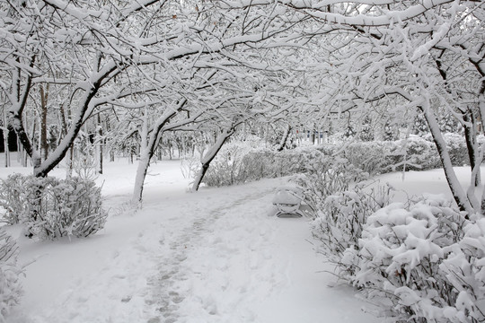 公园 树林 雪景 冰雪