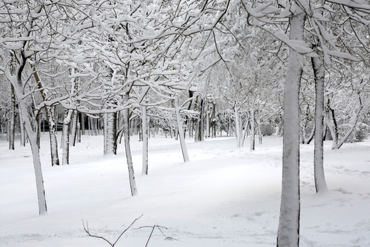 冰雪 树林 雪景