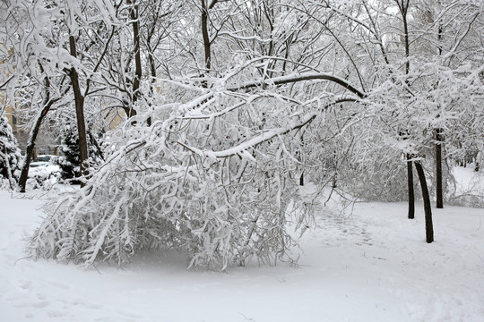 雪后 树木 树林 冰雪