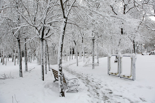 冰雪 樹林 雪景