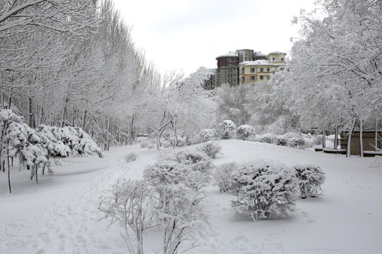 雪后 树木 树林 冰雪