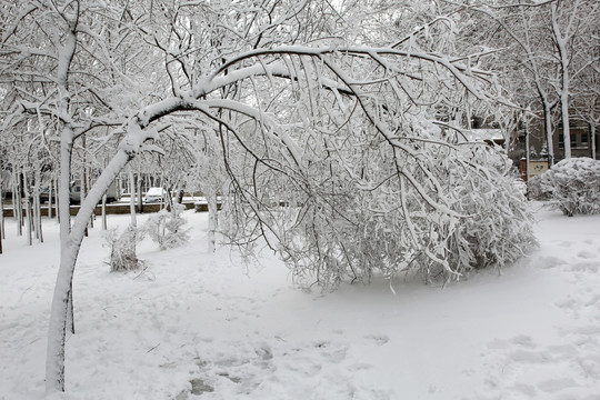 冰雪 树林 雾凇 树挂