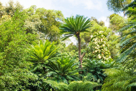 热带植物 绿色背景