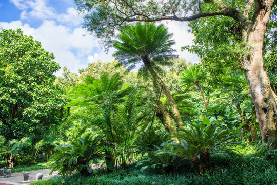 铁树 热带植物 园林绿化