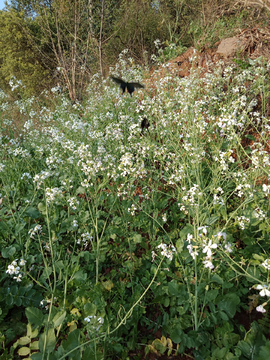 白色油菜花