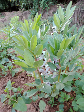 生长的豌豆苗