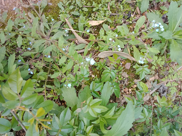 乡间野花