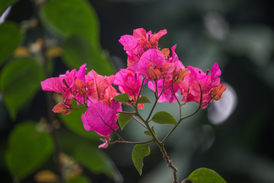 枚红色的叶子花