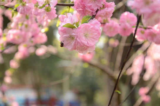 春天公园粉色桃花