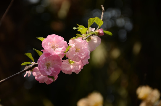 春天公园粉色桃花