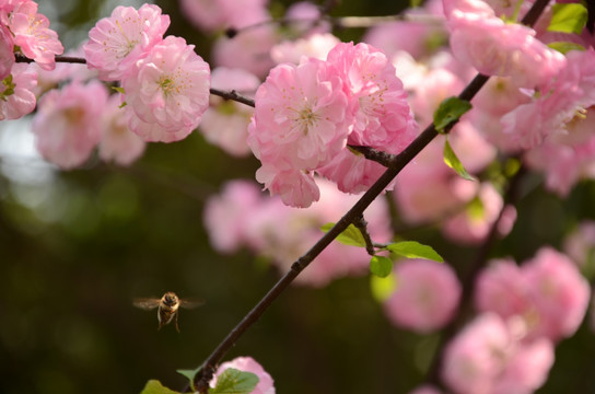 春天公园粉色桃花