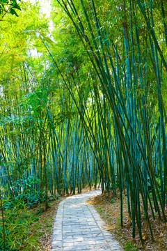 竹林小道 竹子 高清大图 竹韵