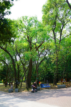 植物园 森林公园 阳江