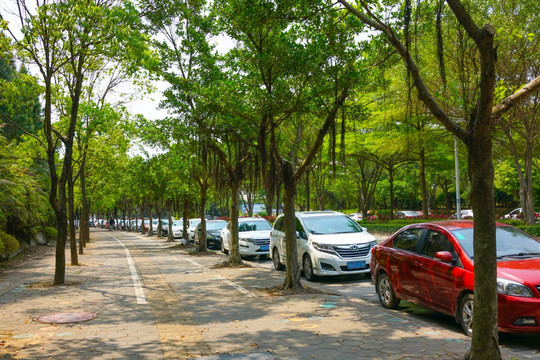 道路树林 城市绿化