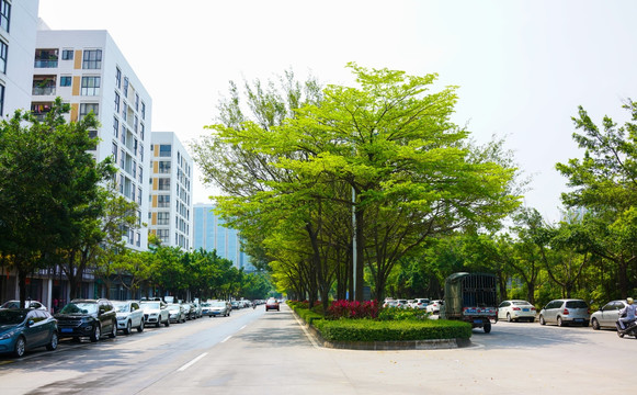 道路树林 城市绿化