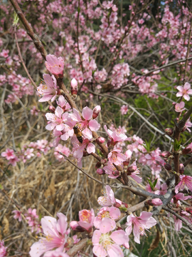 桃花蜜蜂采蜜