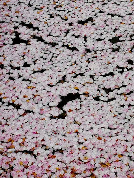 水中的樱花花瓣