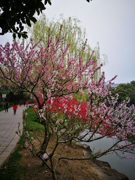 上海古华园春天景观