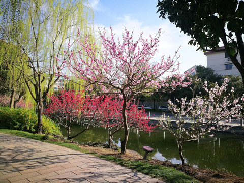 上海古华园的春天景观