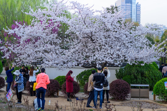 济南泉城公园的樱花树 （6）