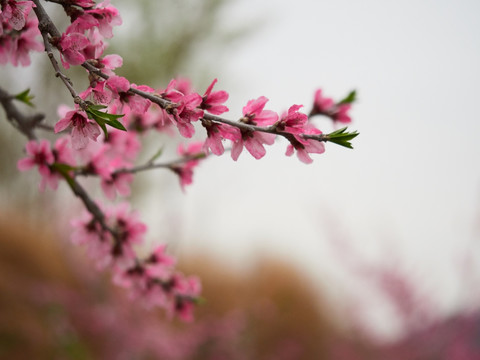 桃花