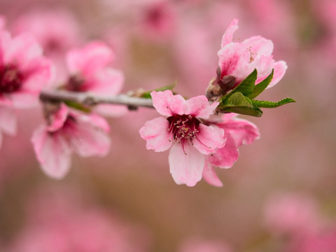 桃花