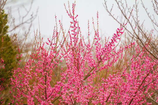 梅花