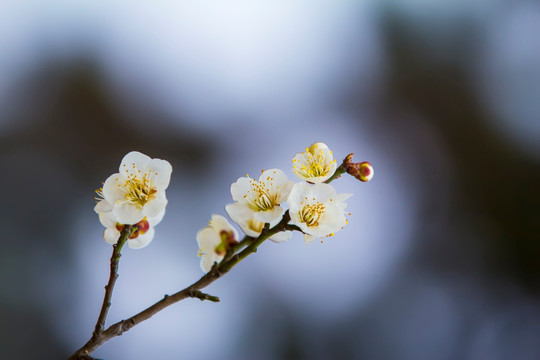 梅花