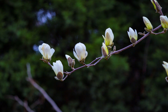 玉兰花