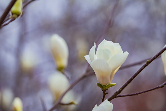 玉兰花