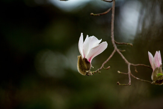 玉兰花