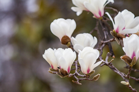 玉兰花