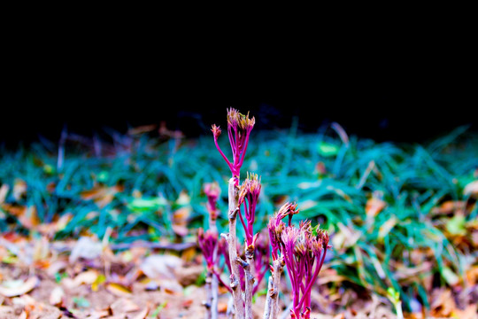 牡丹花芽