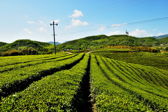 茶叶 嫩芽 茶叶嫩芽 茶园 茶