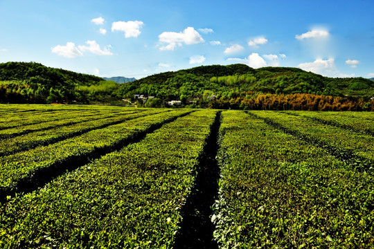 茶叶 嫩芽 茶叶嫩芽 茶园 茶