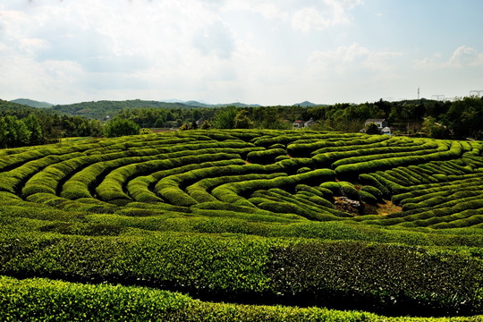 茶叶 嫩芽 茶叶嫩芽 茶园 茶