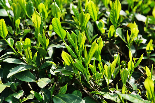 茶叶 嫩芽 茶叶嫩芽