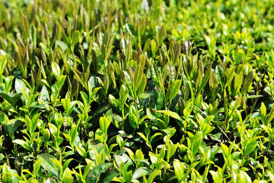 茶叶 嫩芽 茶叶嫩芽