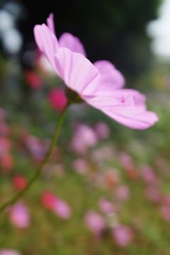 格桑花