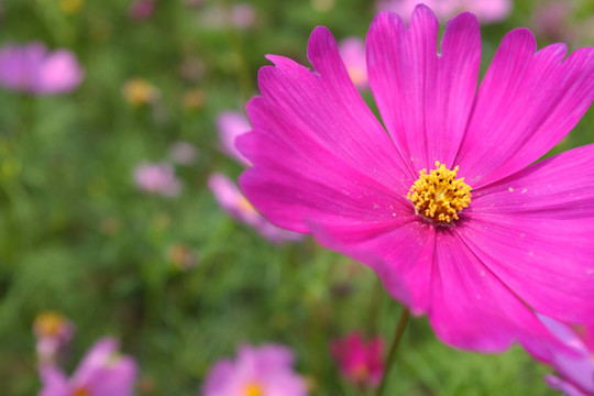 格桑花