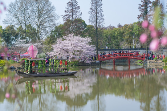 初春樱花园