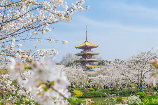 初春樱花园