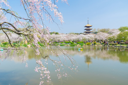 初春樱花园